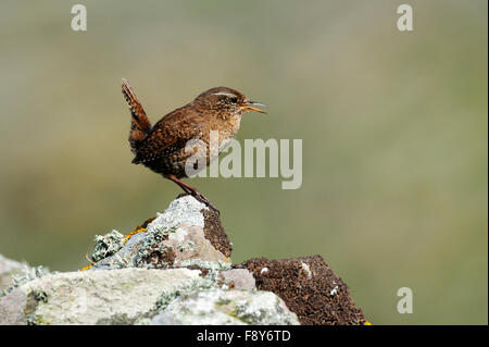 Shetland Wren (Troglodytes troglodytes zetlandicus), Regno Unito Foto Stock