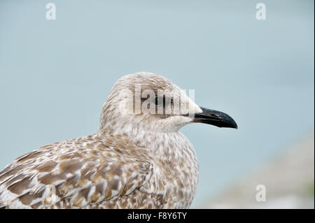 Aringhe giovani gabbiano (Larus argentatus), Regno Unito Foto Stock