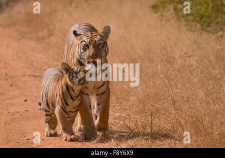 Una tigre del Bengala con i cuccioli in Tadoba Andhari Riserva della Tigre Foto Stock