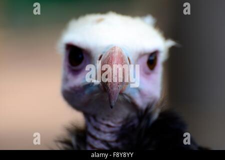 Vulture ritratto Foto Stock