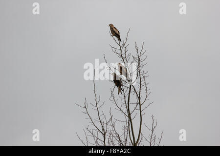 Due bambini red kites (Milvus milvus) e un genitore seduto in una struttura ad albero sfrondato con cielo grigio, con spazio di copia Foto Stock