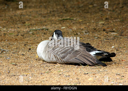 Canada goose (Branta canadensis) appoggiato sulla riva sabbiosa con testa nascosto nell'ala Foto Stock