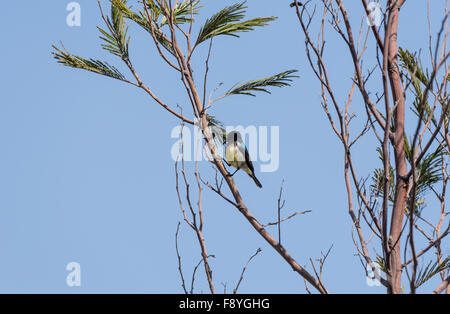 Un arroccato variabile maschio Sunbird nella luce del mattino a Ankober, Etiopia Foto Stock