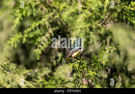 Una variabile maschio Sunbird nella luce del mattino a Ankober, Etiopia Foto Stock