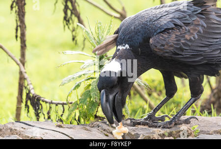 Un'immagine ravvicinata di una spessa fatturati raven, un etiope uccello endemico di mangiare. Foto Stock