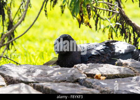 Un'immagine ravvicinata di una spessa fatturati raven, un etiope uccello endemico. Foto Stock