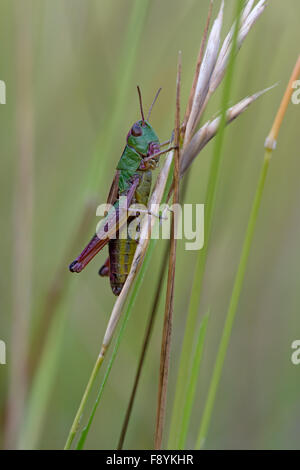 Grasshopper (Chorthippus Parallelus) Foto Stock