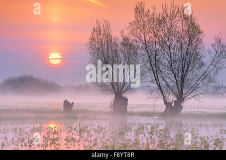 Sunrise paesaggio di Biebrza National Park, regione Podlasie, Polonia Foto Stock
