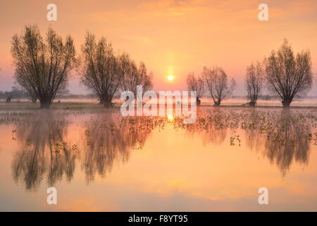 Sunrise paesaggi di Biebrza National Park, Polonia Foto Stock