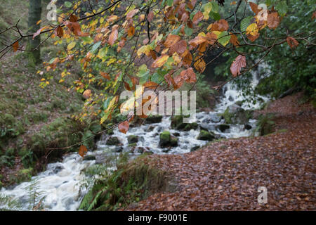 Ad umido di foglie di faggio e streaming Foto Stock