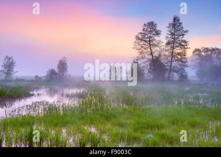 Biebrza National Park, sunrise paesaggio, Polonia Foto Stock
