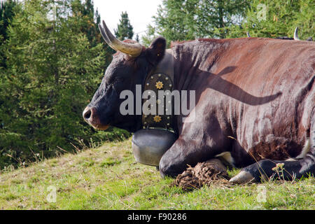 Mucca con una tipica campana di vacca nelle alpi svizzere Foto Stock