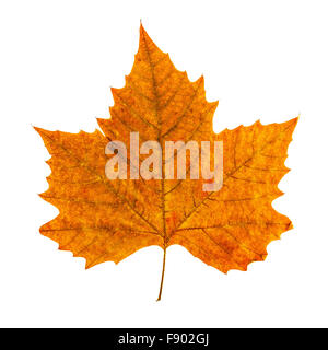 Colorful autumn leaf isolati su sfondo bianco Foto Stock