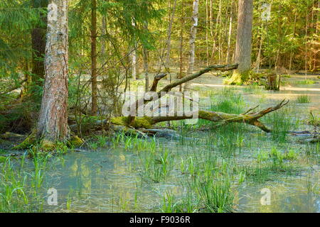 Foresta di Bialowieza, parco nazionale, Polonia Foto Stock