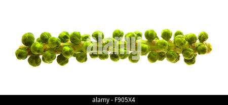 Fresche biologiche germoglio di Bruxelles albero isolato su bianco Foto Stock