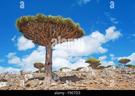 Sangue di Drago di alberi nella zona protetta di Dixam altopiano, del Golfo di Aden, Mare Arabico, isola di Socotra, Yemen, Medio Oriente Foto Stock