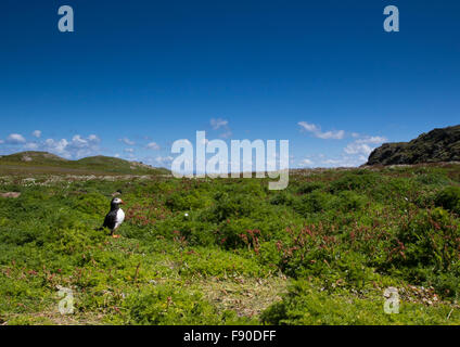 Lone Puffin sull isola Skomer mostra habitat Foto Stock