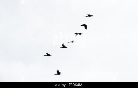 Gregge di sette cormorano nero uccelli da destra a sinistra in formazione verticale sul cielo bianco. Foto Stock