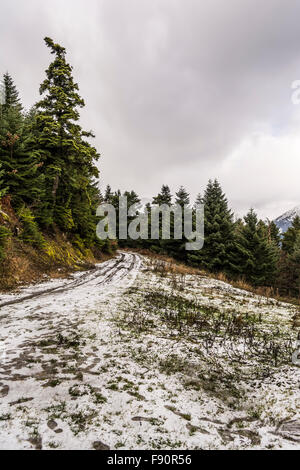 Nevicato sentiero passando attraverso la foresta verde Foto Stock