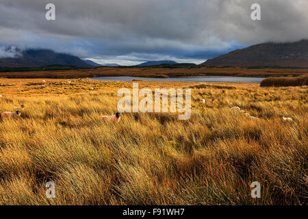 Pecore nel paesaggio irlandese, Connemara, nella contea di Galway, Repubblica di Irlanda, Europa. Foto Stock