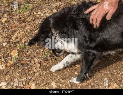 Ricerca del tartufo, utilizzando un collie come tartufo-hound, presso la fattoria di tartufo a Pechalifour, Dordogna. Foto Stock