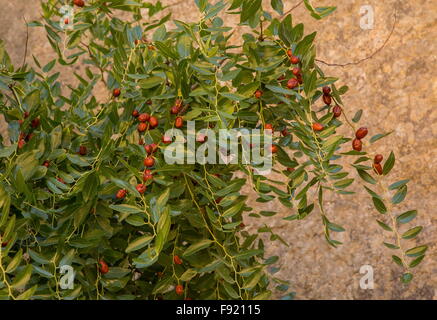 Jujube frutti, Ziziphus jujuba, sull'albero; l'autunno. Foto Stock