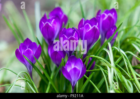 Crochi blu fiori primaverili Giardino prato alpino Crocus primi fiori primaverili crochi fioritura primaverile fioriture Foto Stock