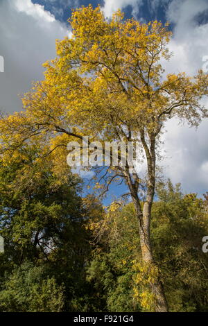 Il vecchio albero di cenere, Fraxinus excelsior in colore di autunno. Foto Stock