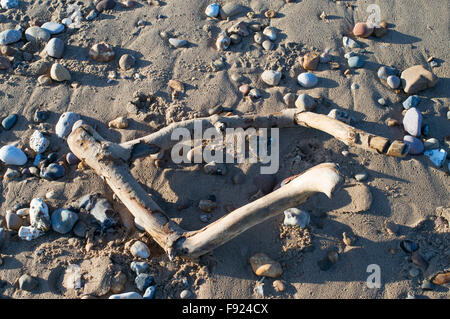 Imbianchiti driftwood su Roker beach, Sunderland, England, Regno Unito Foto Stock