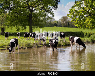 Regno Unito, Inghilterra, Cheshire, Astbury, Fresian bestiame bovino di caseificio di cooling off in Macclesfield Canal durante il tempo caldo Foto Stock