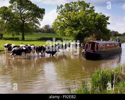 Regno Unito, Inghilterra, Cheshire, Astbury, narrowboat passando da vacche da latte il raffreddamento in Macclesfield Canal Foto Stock