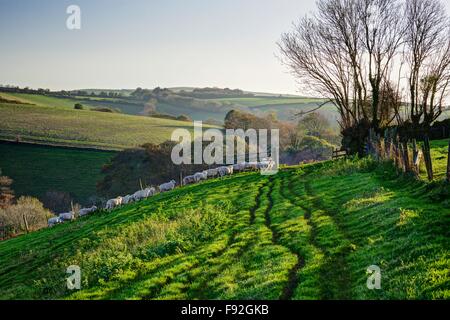 Un agriturismo autunnali scena di un gregge di pecore che si muove attraverso un cancello circondato da dolci colline e lungo nel tardo pomeriggio le ombre. Foto Stock