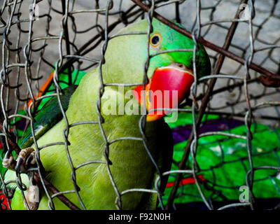 Bella e verde pappagallo indiano in gabbia Foto Stock