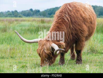 Bestiame dell'altopiano Foto Stock