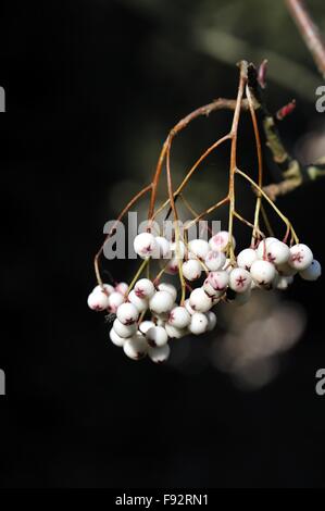 Cenere di montagna - Forrest's Rowan (Sorbus forrestii) nativa per Cina occidentale in frutti di fine estate Foto Stock