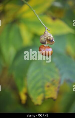 California buckeye - California ippocastano (Aesculus californica) nativa per la California e Oregon - in frutti in autunno Foto Stock