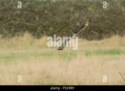 Corto-eared gufo comune (asio flammeus) casernement attraverso i campi mentre a caccia di prede. Foto Stock