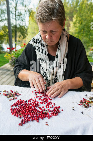 Picking su cowberries Foto Stock