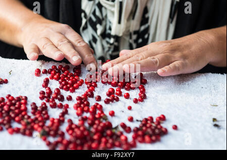 Picking su cowberries Foto Stock