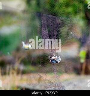 Uccello di ronzio Foto Stock
