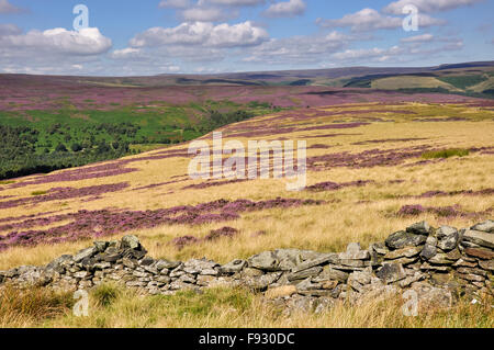 Heather colorate ed erbe in un paesaggio di brughiera al di sopra della parte superiore della valle del Derwent nel Derbyshire. Foto Stock