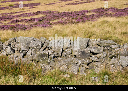 Heather colorate ed erbe in un paesaggio di brughiera al di sopra della parte superiore della valle del Derwent nel Derbyshire. Foto Stock