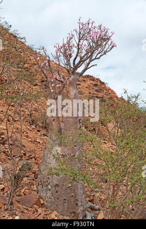 Socotra, isola, Yemen, Medio Oriente: Bottiglia di fioritura degli alberi nella zona protetta di Dixam altopiano, rocce rosse, foresta, riserva naturale, paesaggio Foto Stock