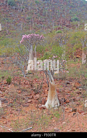 Socotra, isola, Yemen, Medio Oriente: Bottiglia di fioritura degli alberi nella zona protetta di Dixam altopiano, rocce rosse, foresta, riserva naturale, paesaggio Foto Stock