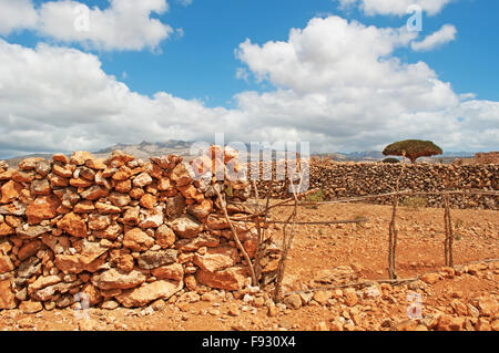 Sangue di Drago albero nella zona protetta di Shibham,Dixam altopiano, del Golfo di Aden, Mare Arabico, isola di Socotra, Yemen, Medio Oriente Foto Stock