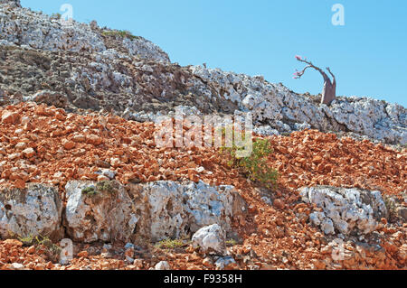 Bottiglia di fioritura di albero in area protetta di Shibham, Red Rocks, Dixam altopiano, Mare Arabico, isola di Socotra, Yemen Foto Stock