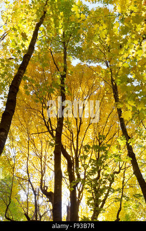 Nella foresta con tettoia retroilluminato incandescente con il giallo oro i colori autunnali di alberi decidui lascia Foto Stock