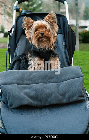 Un cane in un passeggino Foto Stock