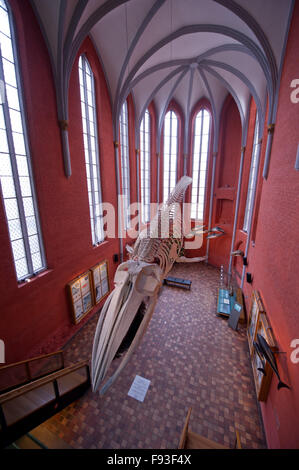 Stralsund, Germania. 09Dec, 2015. Una vista della pinna di scheletro di balena in Sala gotica della ex il monastero di Santa Caterina, che oggi ospita le mostre al Tedesco Museo Oceanografico, in Stralsund, Germania, 09 dicembre 2015. Dal 1970 il museo oceanografico è stato ospitato nell'ex monastero dove offre tre piani espositivi con 45 acquari. Foto: Stefan Sauer/dpa/Alamy Live News Foto Stock
