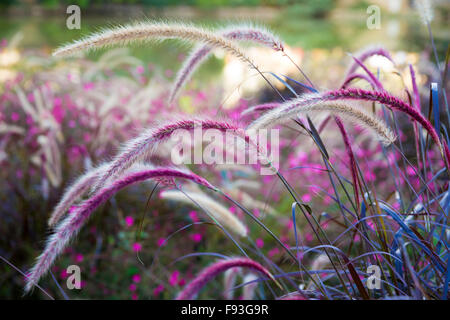 Erba selvatica setaria ondeggianti nel vento con la bellissima natura sfondo Foto Stock